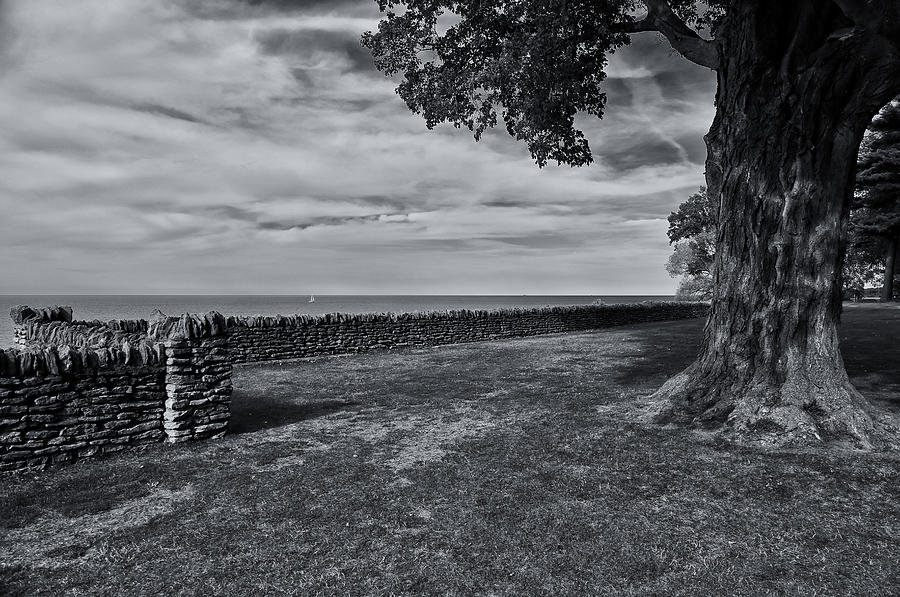 Old Oak Tree Photograph by Rachel Cohen