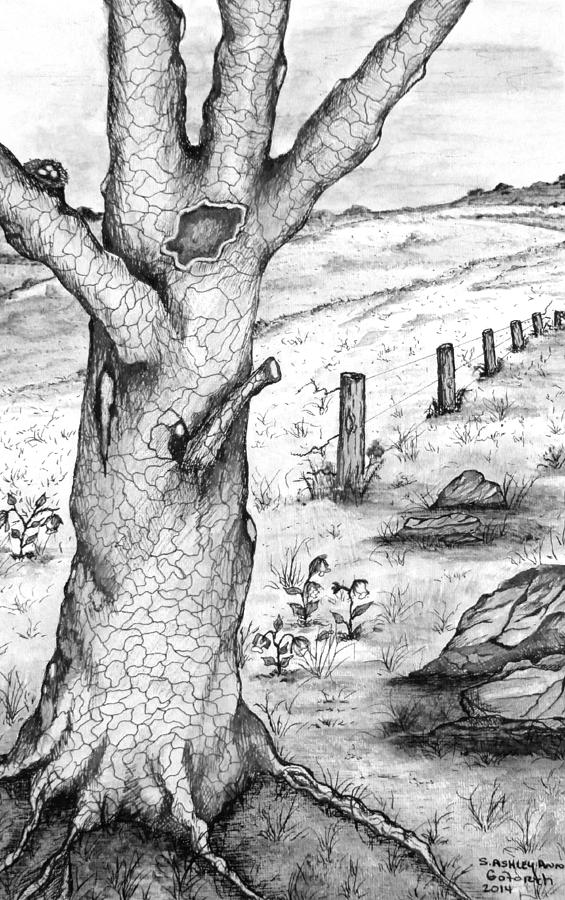 Old Oak Tree with Birds Nest Black and White Drawing by Ashley Goforth