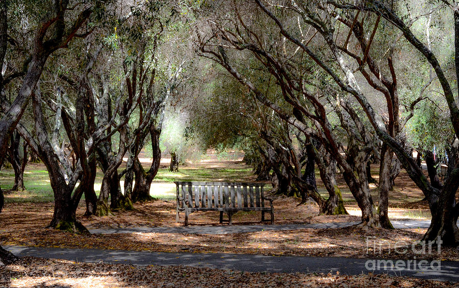 Garden Photograph - Old Olive Orchard by Amy Fearn