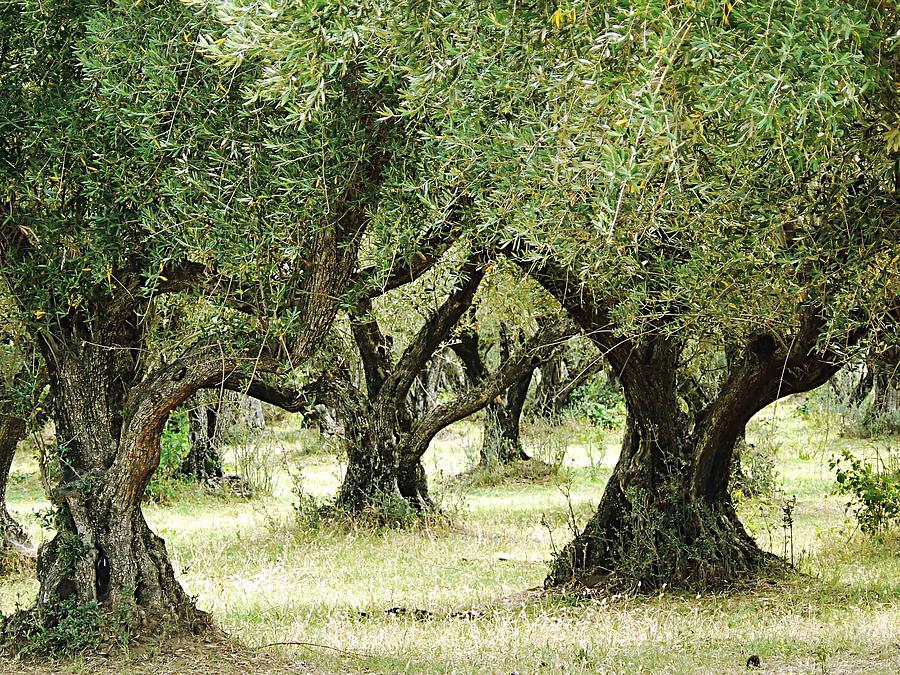 Old Olive Tree Grove Photograph by Pamela Patch