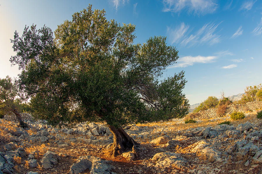Old Olive Tree Photograph