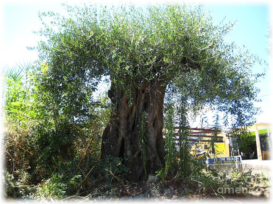 Old olivetree Photograph by Susanne Baumann