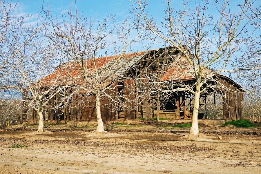 Old Orchard Barn Photograph by Pamela Patch