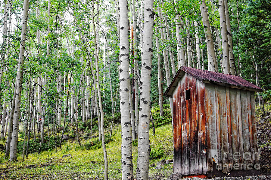 Vintage Photograph - Old Outhouse Among Aspens by Lincoln Rogers