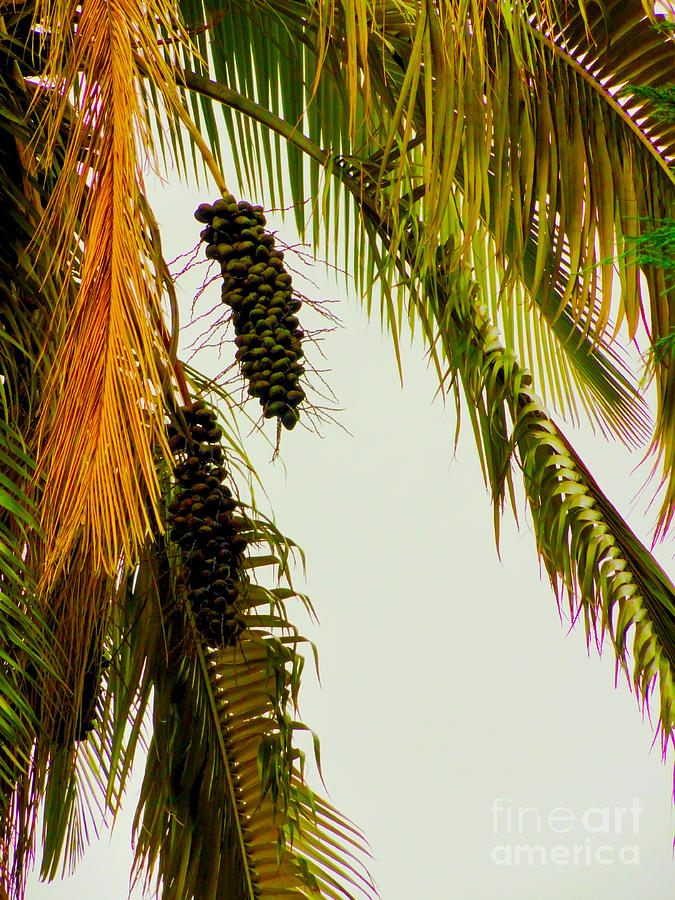 Old Palm Photograph by Al Bourassa