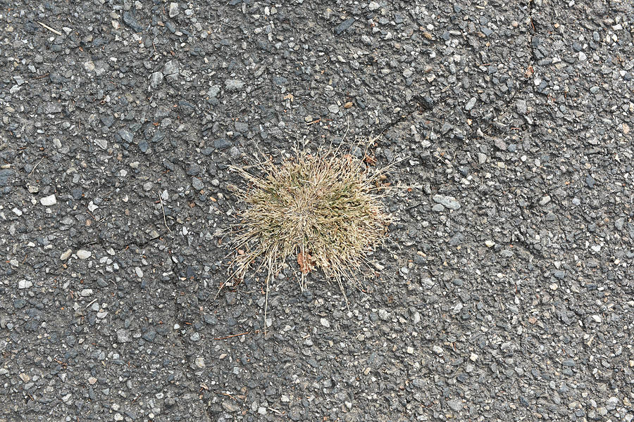Abstract Photograph - Old pavement with old grass by Adrian Bud Abstract Photograph - Old pavement with old grass by Adrian Bud