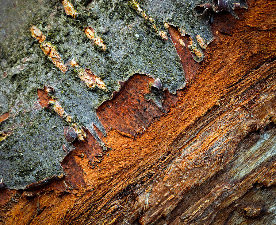 Old Peeled Bark Blackthorn Photograph by Jozef Jankola