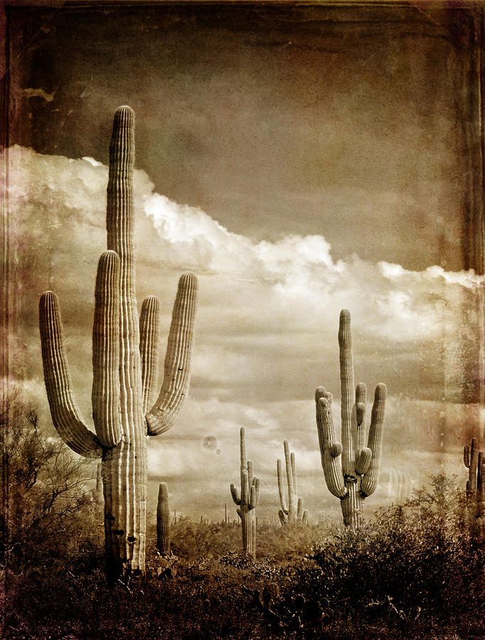 Old Photograph of Cactus Photograph by Lane Erickson