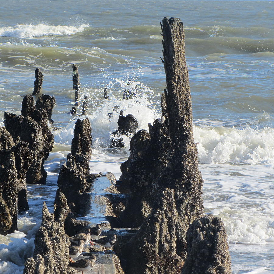 Beach Photograph - Old Pier Remnants 3 by Cathy Lindsey