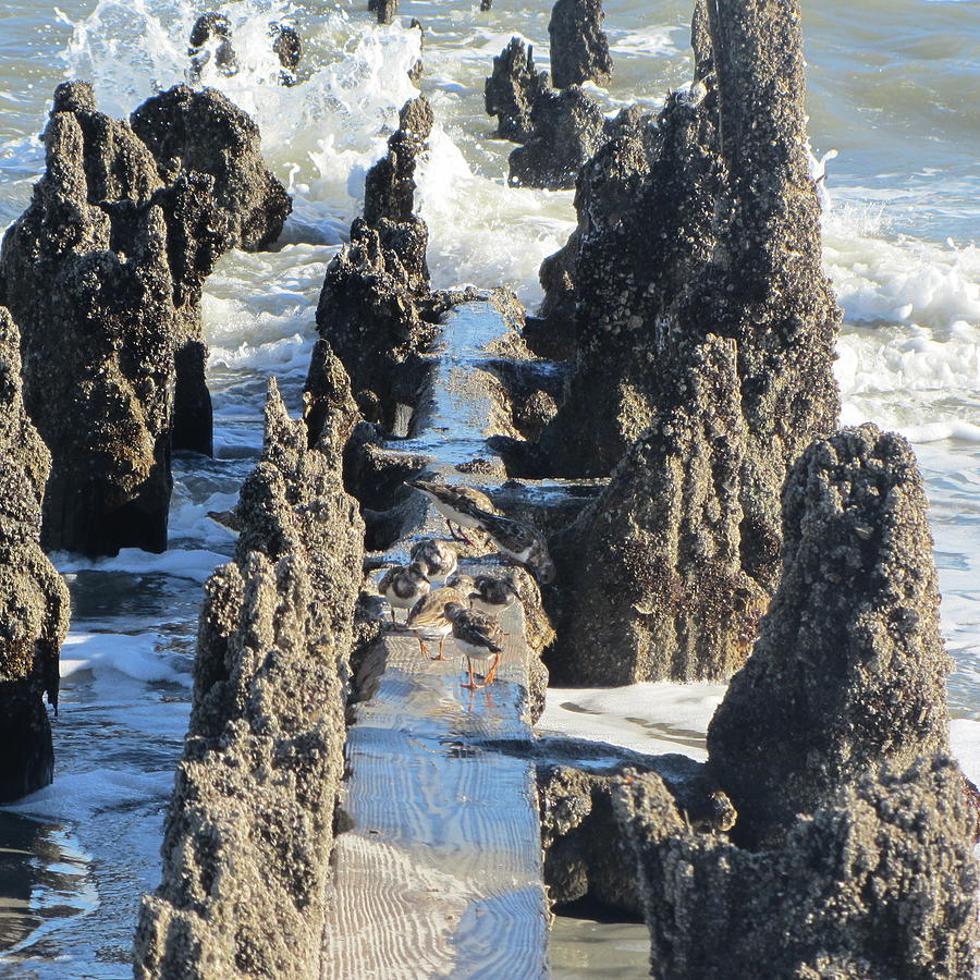 Beach Photograph - Old Pier Remnants at Folly Beach 4 by Cathy Lindsey