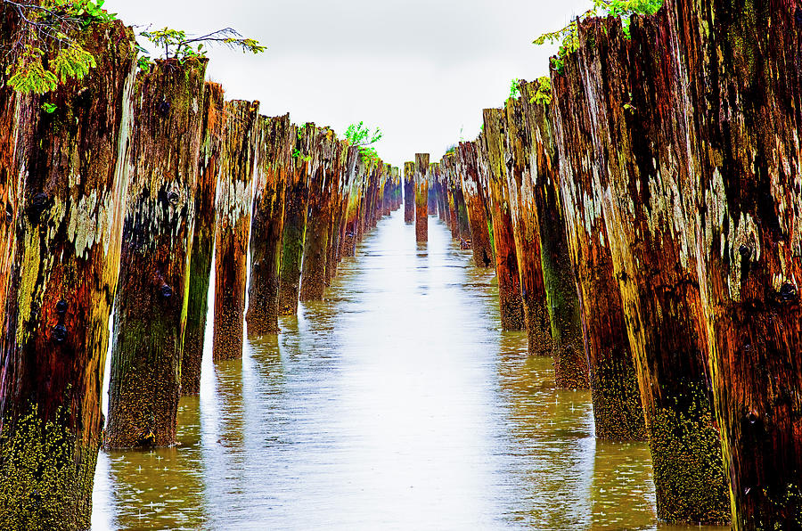 Old Pilings In Shallow Water On The Photograph by Mint Images - Art Wolfe