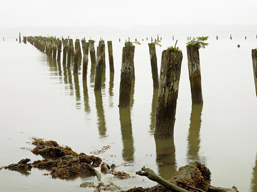 Old Pilings Standing Upright In The Photograph by Mint Images - Art Wolfe
