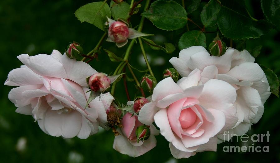 Old pink rose Photograph by Susanne Baumann