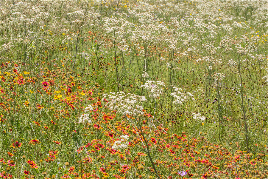 Old Plainsman and Other Wildflowers Photograph by Steven Schwartzman