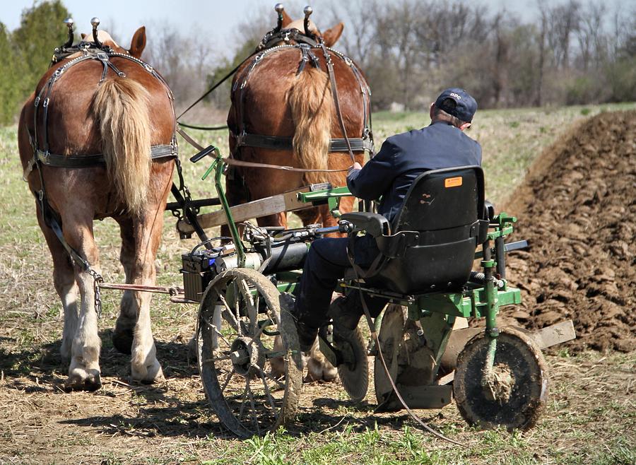 Old Plow And Work Horses Photograph by Dan Sproul