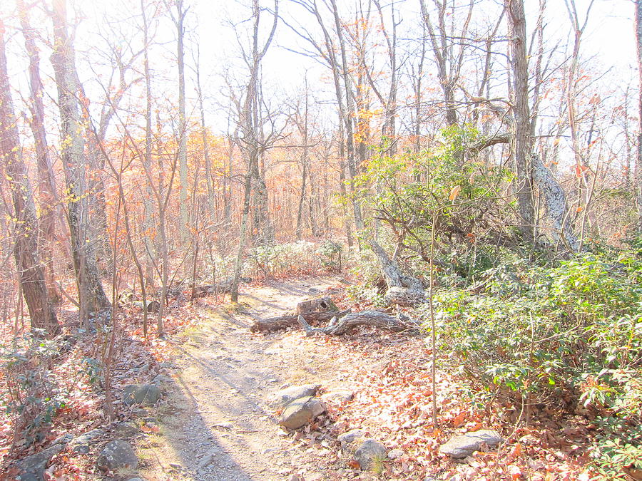 Nature Photograph - Old Rag Hiking Trail - 121249 by DC Photographer