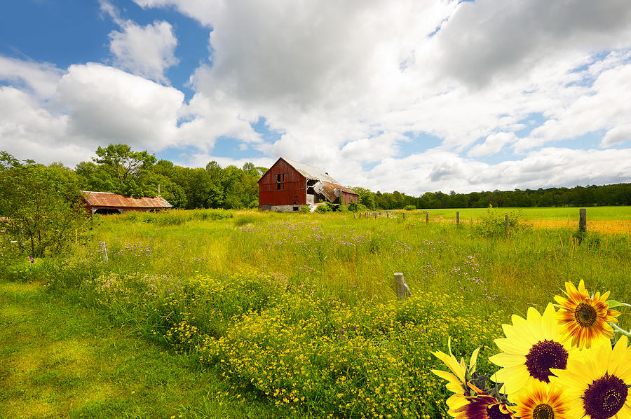 Summer Photograph - Old Red Barn. by Kelly Nelson