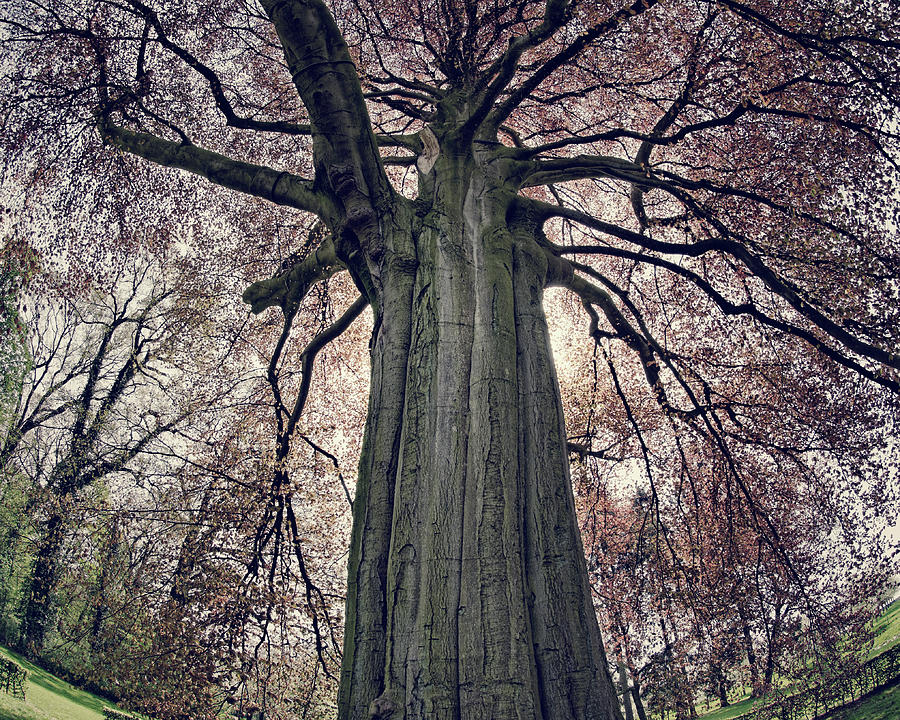 Old Red Beech Tree In The Park, Fiseye Photograph by Brytta
