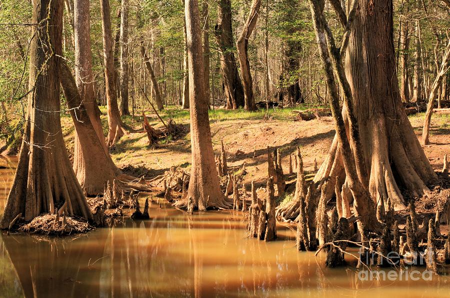 Congaree National Park Photograph - Old Reflections by Adam Jewell