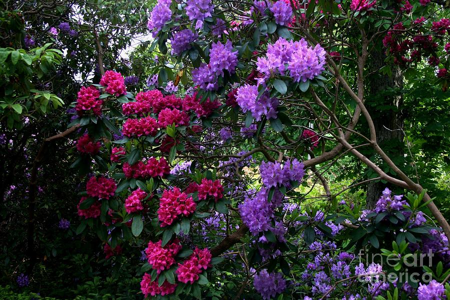 Old rhododendrons Photograph by Susanne Baumann