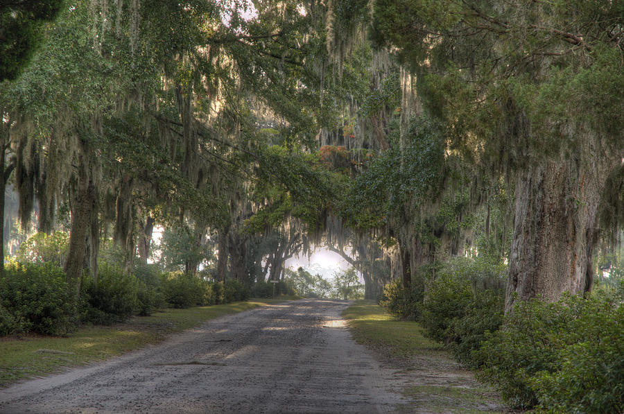 Old Road with Live Oaks Photograph by Bradford Martin