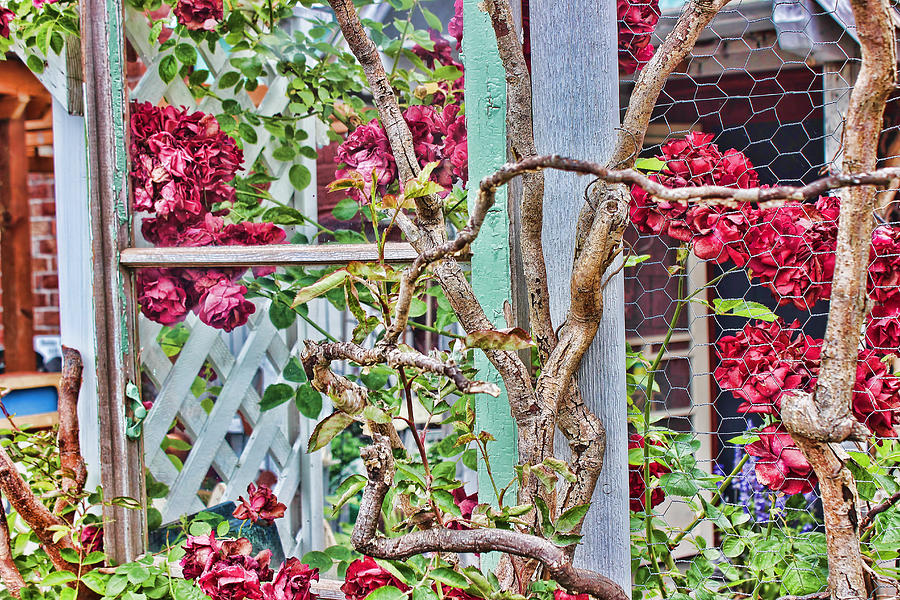 Old Rose Bush Photograph by Cathy Anderson