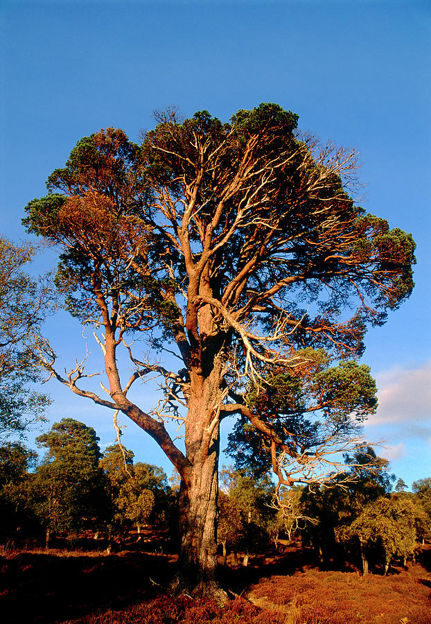 Scots pine что это