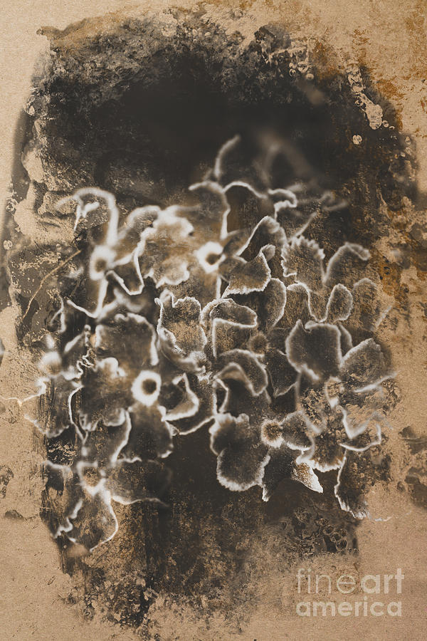 Old scratched paper flowers Photograph by Jorgo Photography