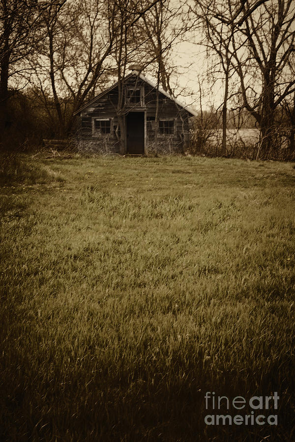 Tree Photograph - Old Shed by Margie Hurwich
