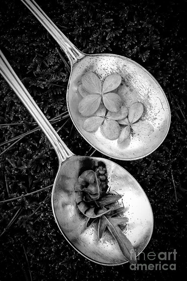 Vintage Photograph - Old Silver Spoons by Edward Fielding