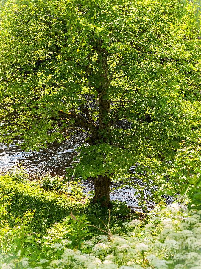 Nature Photograph - Old Small leaved Lime at the Riverbank in Oravi by Ismo Raisanen