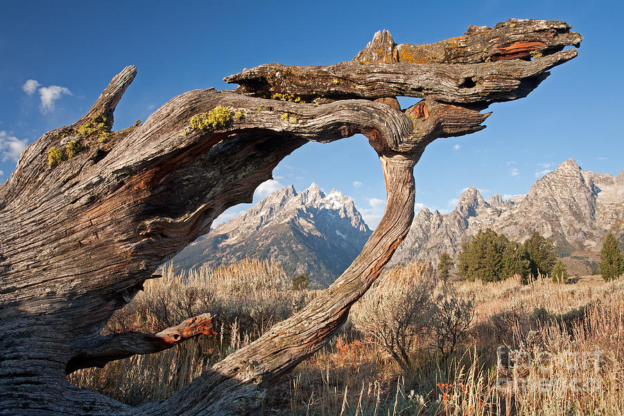 Old Stump Grand Teton National Park Photograph by Fred Stearns