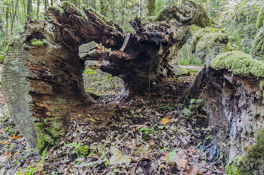 Old stump Photograph by Tilyo Rusev - Fine Art America