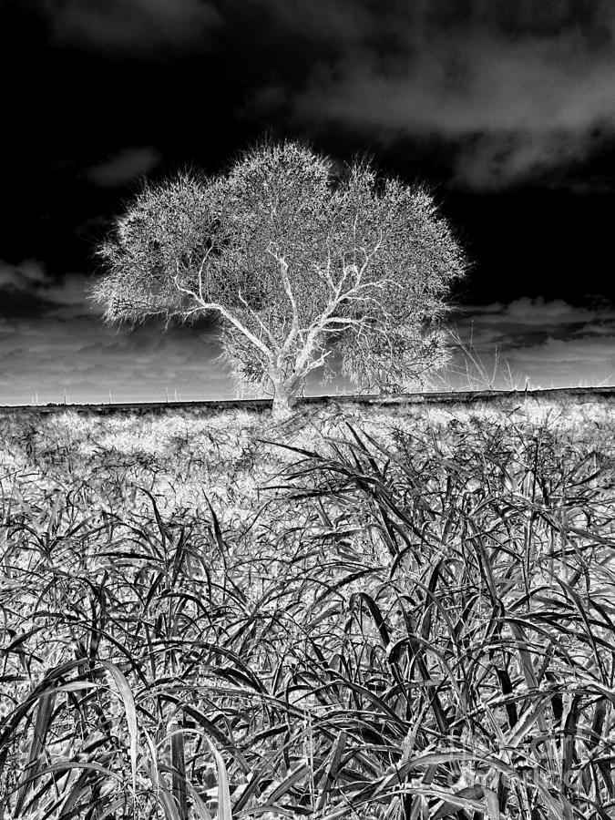 Black And White Photograph - Old Texas Fields by Alexander Van Berg Black And White Photograph - Old Texas Fields by Alexander Van Berg