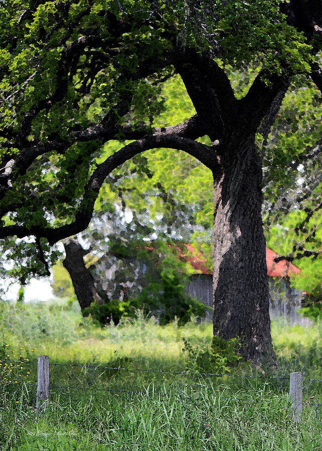 Old Texas Oak Tree Photograph by Connie Fox