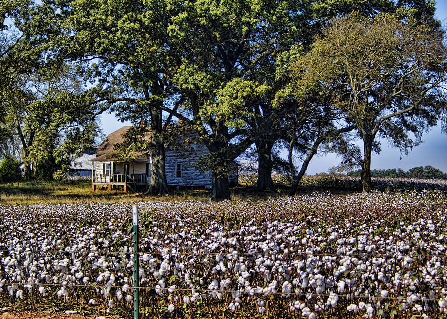 Tree Photograph - Old Time Farm and Cotton Fields by Kathy Clark