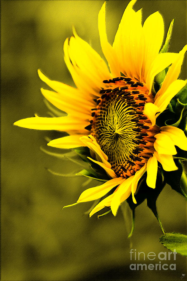 Old Time Sunflower Photograph by Sandra Clark