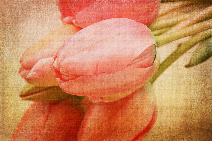 Tulip Photograph - Old Time Tulips by Peggy Collins