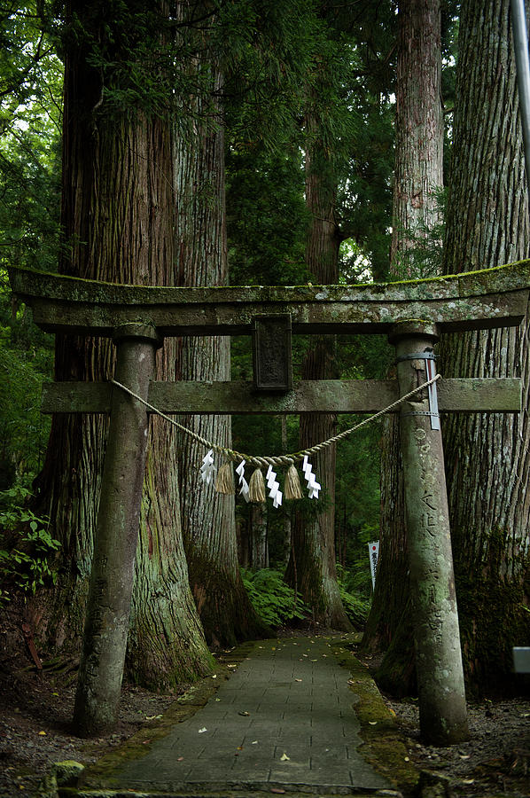 Old Torii In The Forest Photograph by Jaunty Junto