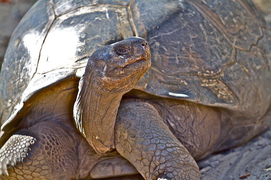 Old Tortoise Photograph by Alice Gipson