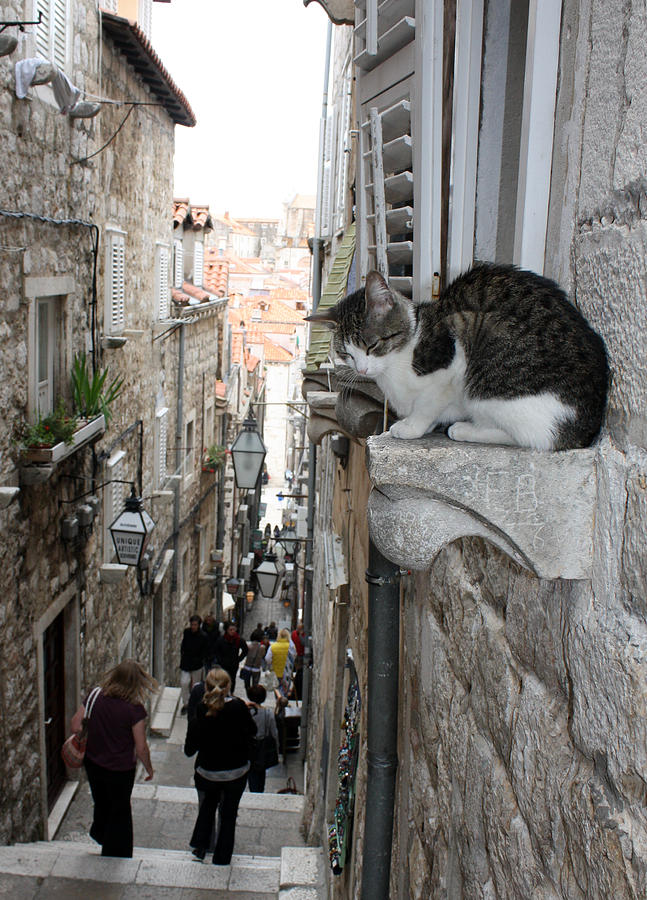 Old Town Alley Cat Photograph by David Nicholls