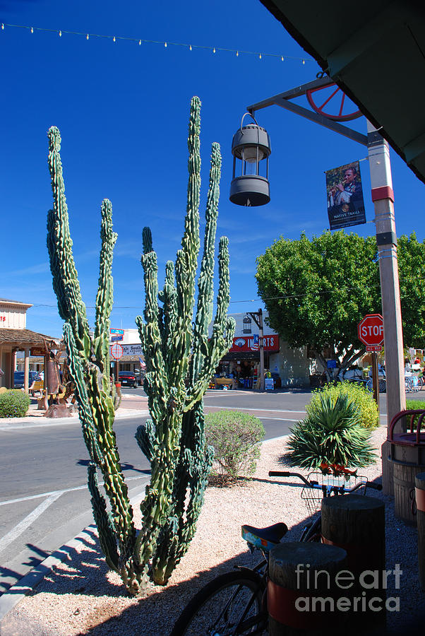 Old Town Cactus Photograph by Richard Gibb
