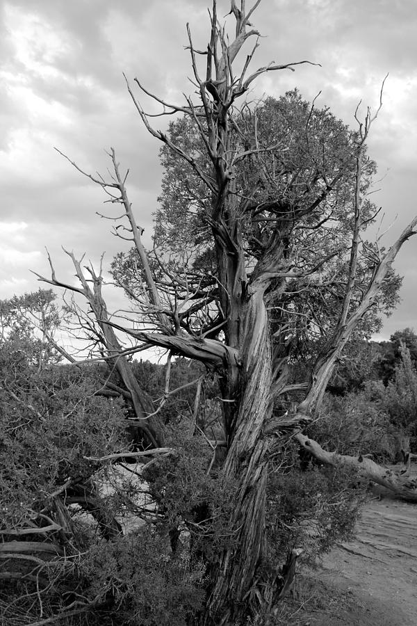 Old Tree 3 Colorado National Monument BW Photograph by Mary Bedy