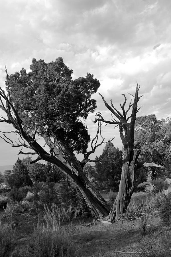 Old Tree 4 Colorado National Monument BW Photograph by Mary Bedy