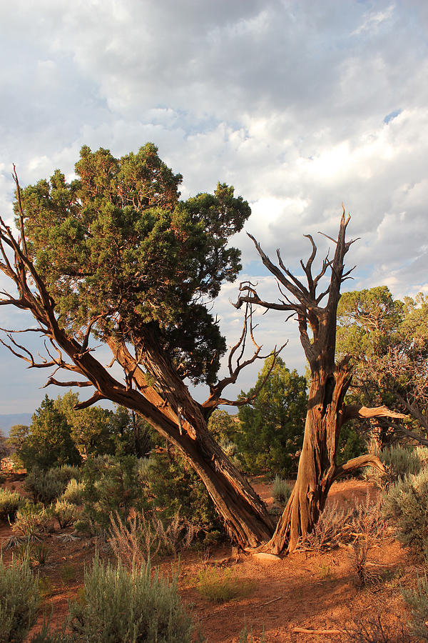 Old Tree 4 Colorado National Monument Photograph by Mary Bedy