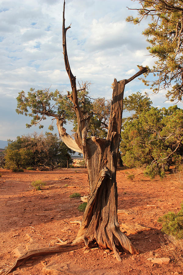 Old Tree 5 Colorado National Monument Photograph by Mary Bedy