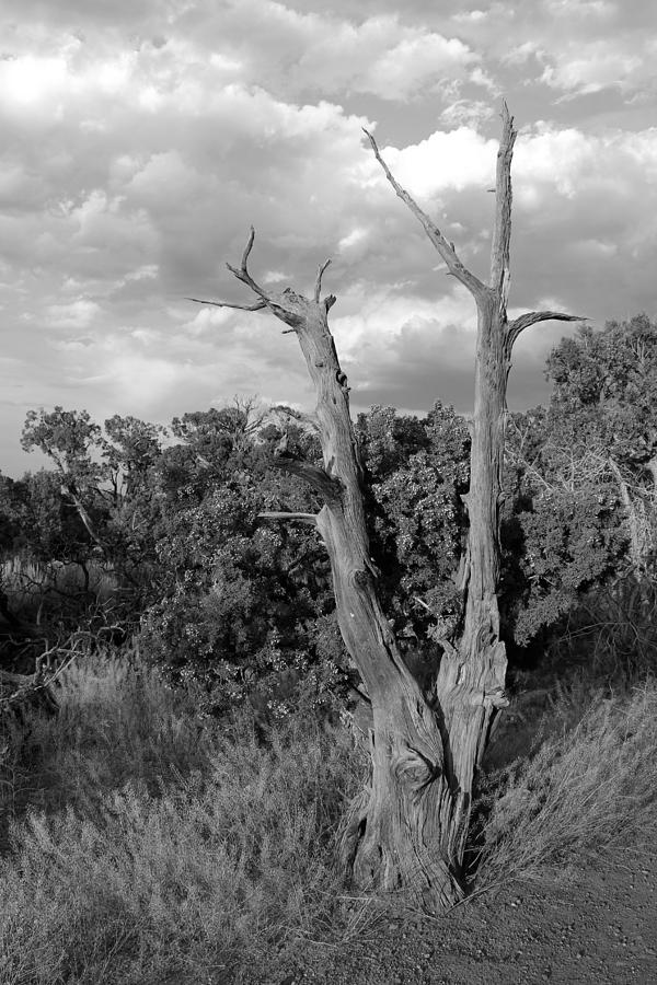 Old Tree 6 Colorado National Monument BW Photograph by Mary Bedy