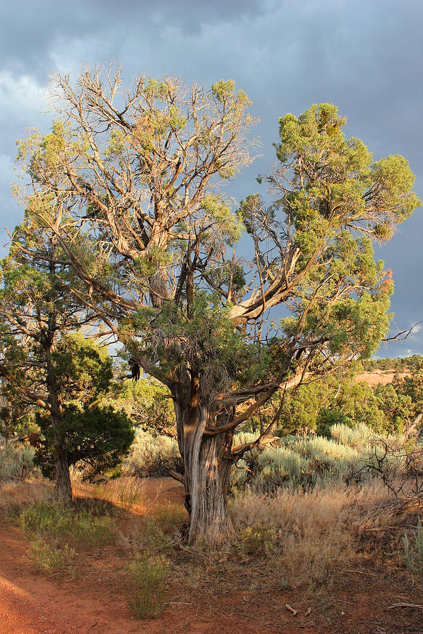 Old Tree 7 Colorado National Monument Photograph by Mary Bedy