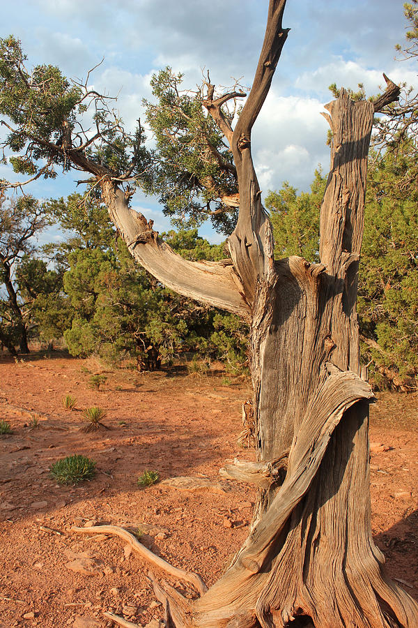 Old Tree 8 Colorado National Monument Photograph by Mary Bedy