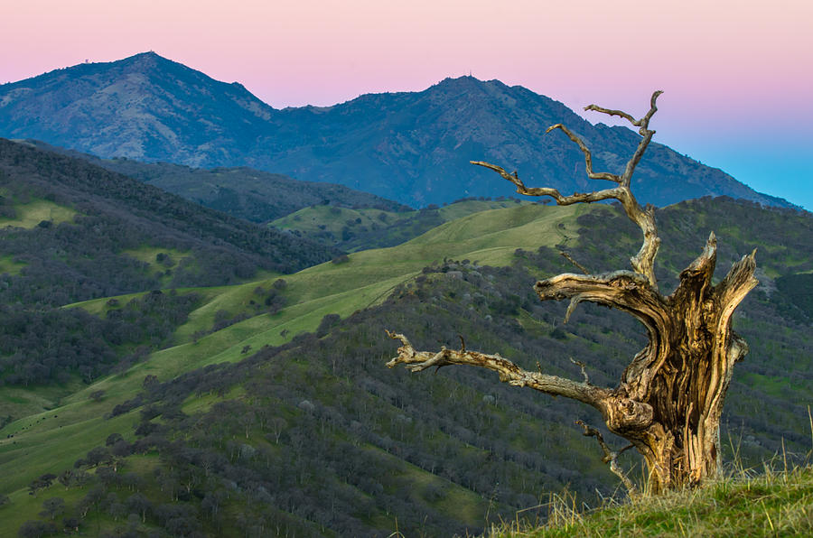 Landscape Photograph - Old Tree And Mt Diablo At Sunrise by Marc Crumpler